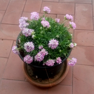 armeria juniperifolia, erbacea perenne