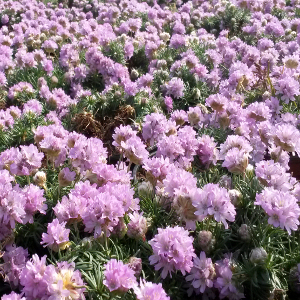 armeria juniperifolia, erbacea perenne