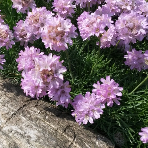 armeria juniperifolia 06