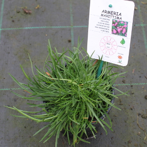 PPEV armeria maritima splendens t12
