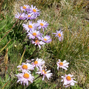 aster alpinus miscuglio, erbacea perenne