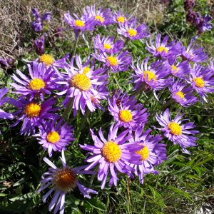 aster alpinus miscuglio 02