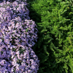 aster dumosus anneke, erbacea perenne