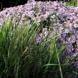 aster dumosus anneke, erbacea perenne