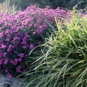 aster dumosus jenny, erbacea perenne