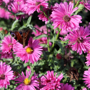 aster dumosus jenny, erbacea perenne