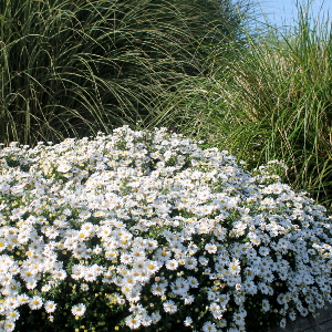 aster dumosus schneekissen, erbacea perenne