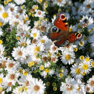 aster dumosus schneekissen, erbacea perenne