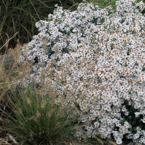 aster dumosus schneekissen, erbacea perenne