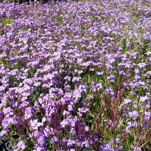 aubretia cascade blu, erbacea perenne