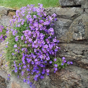 aubretia cascade blu, erbacea perenne