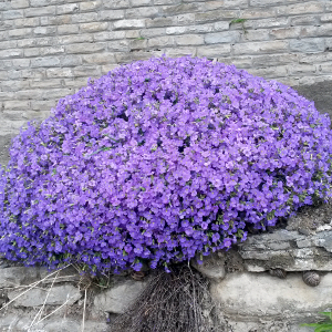 aubretia cascade blu, erbacea perenne