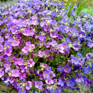 aubretia cascade purple, erbacea perenne