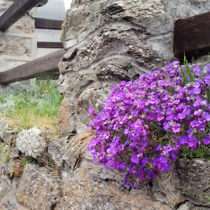 aubretia cascade purple, erbacea perenne
