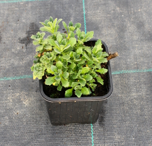 PPEV aubretia cascade q910