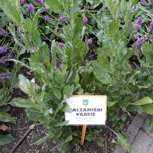 balsamita major 01 