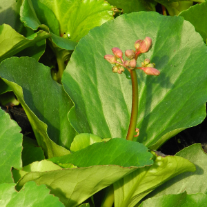PPE bergenia cordifolia, erbacea perenne