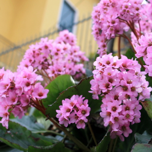 bergenia cordifolia, erbacea perenne