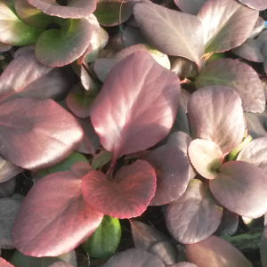bergenia cordifolia, erbacea perenne