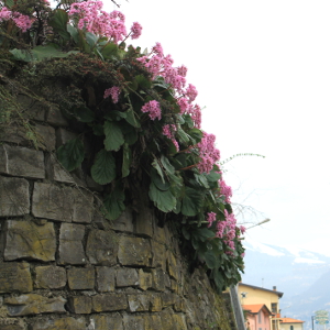 bergenia cordifolia, erbacea perenne