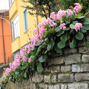 bergenia cordifolia, erbacea perenne
