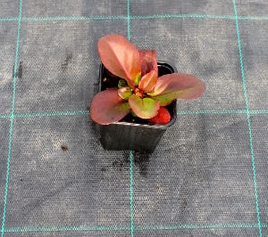 PPEV bergenia purpurascens q910