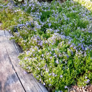 campanula garganica, erbacea perenne