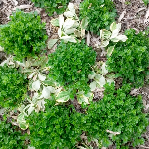 campanula garganica, erbacea perenne