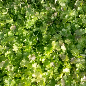campanula garganica, erbacea perenne