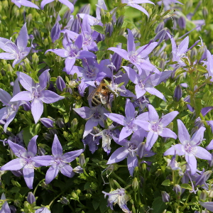 campanula garganica, erbacea perenne