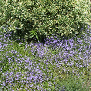 campanula garganica, erbacea perenne