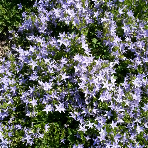 campanula garganica 06