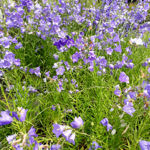campanula persicifolia grandiflora blue 01