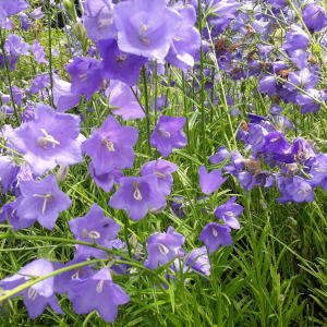 campanula persicifolia grandiflora blue 02