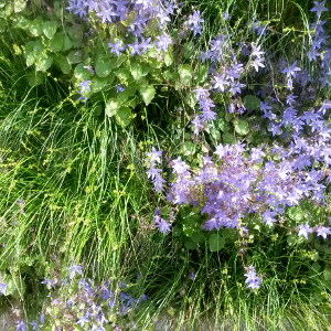 campanula poscharskjana erbacea perenne