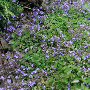 campanula poscharskjana erbacea perenne