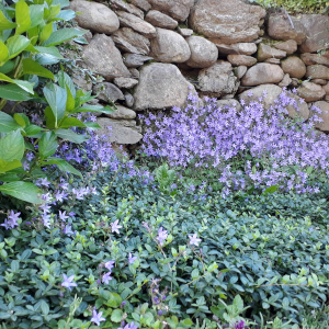 campanula poscharskjana 04