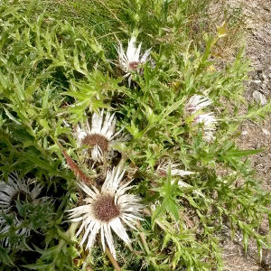 carlina acaulis, erbacea perenne