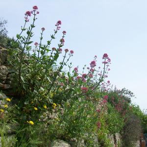 Centranthus ruber, erbacea perenne