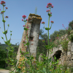 Centranthus ruber, erbacea perenne