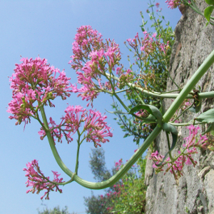 Centranthus ruber, erbacea perenne