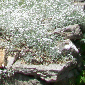 Cerastium tomentosum, erbacea perenne