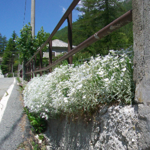 Cerastium tomentosum, erbacea perenne