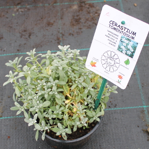 PPEV cerastium tomentosum t12