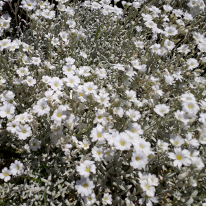 cerastium tomentosum 04