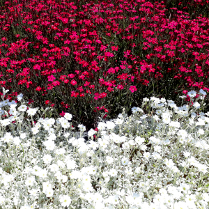 cerastium tomentosum 05