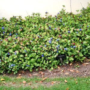 Ceratostigma plumbaginoides - plumbago, erbacea perenne