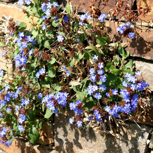 Ceratostigma plumbaginoides - plumbago, erbacea perenne