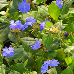 Ceratostigma plumbaginoides - plumbago, erbacea perenne