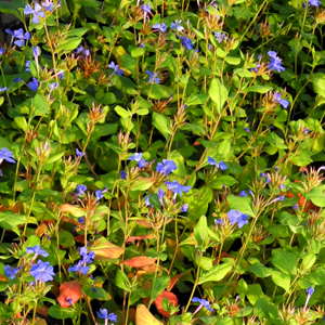 Ceratostigma plumbaginoides - plumbago, erbacea perenne